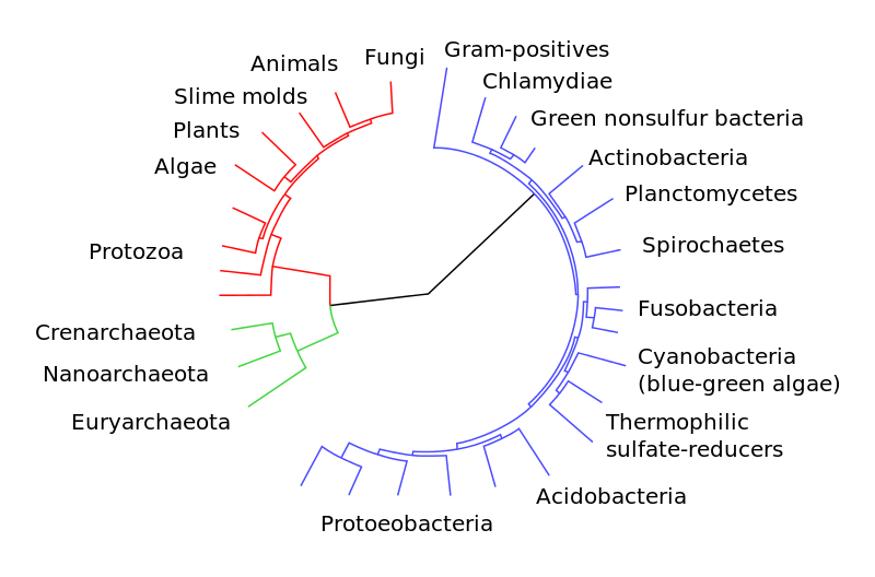 Tree of Life. Eukaryotes are colored red, archaea green and bacteria blue. From Wikimedia Commons