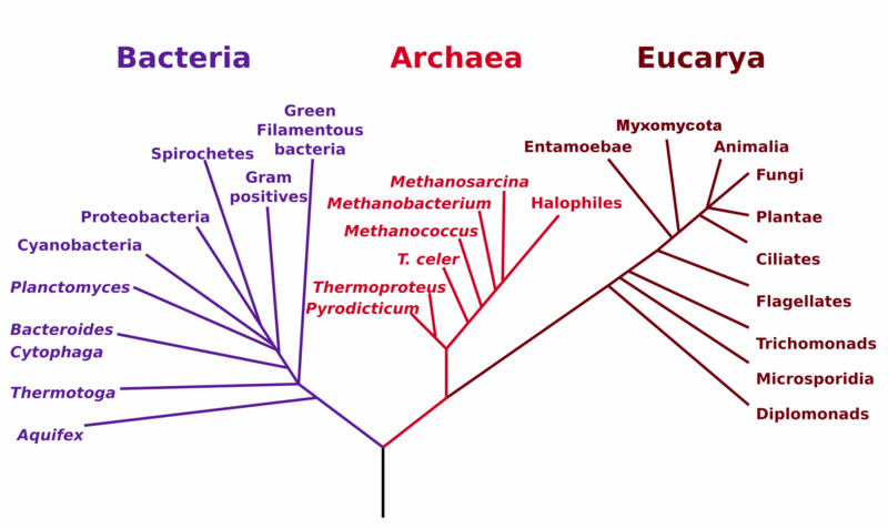 A phylogenetic tree of life, from Wikipedia