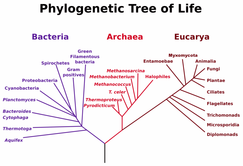 Phylogenetic tree By MPF [Public domain], via Wikimedia Commons