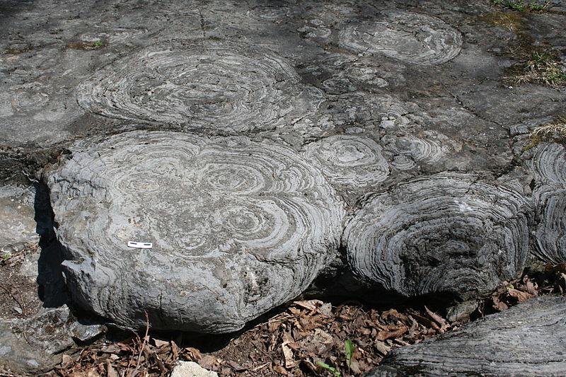 Stromatolites in limestone near Saratoga Springs, NY, by M. C. Ryget via Wikimedia Commons