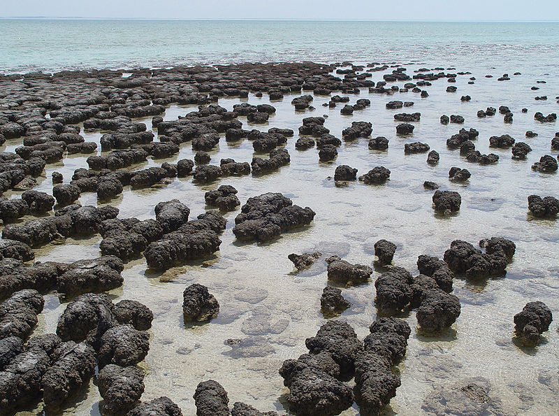 Living stromatolites in Shark Bay, Australia, by Paul Harrison via Wikimedia Commons