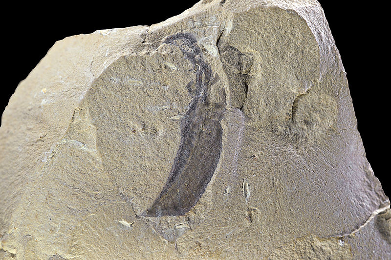 Haikouella lanceolata, from the Chengjian fossils, by Didier Descouens via Wikimedia Commons