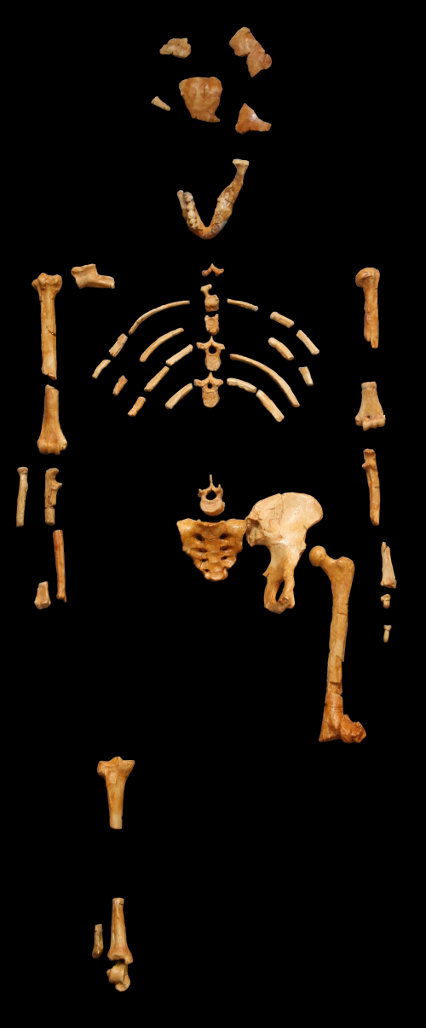 Lucy's skeleton. Cast from Museum national d'histoire naturel, Paris. Photo from Wikipdedia Commons