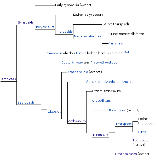 Possible family tree of dinosaursk birds and mammals. from Wikipedia