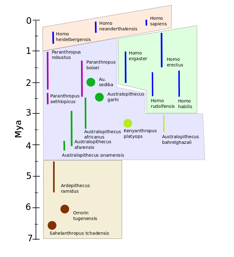 Timeline and grouping of principal fossil hominid species