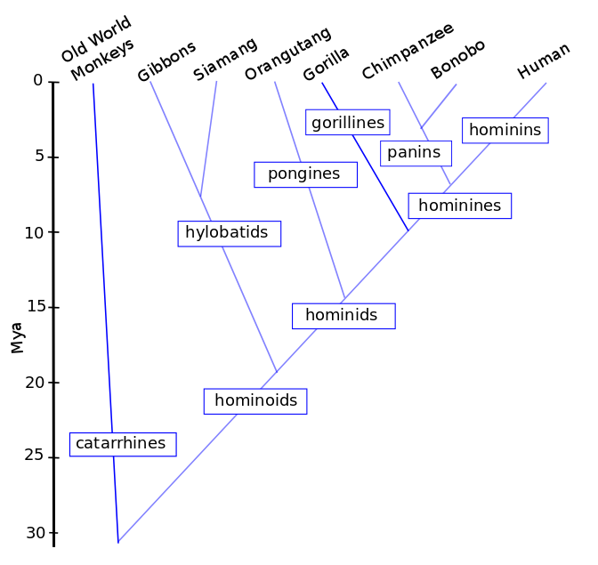 shop The Experimental Investigation of Meaning: A Review of