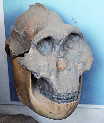 Skulls of Au. Boisei, photographed by author at Olduvai Gorge Museum, Oct 2012.