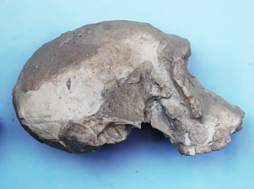 Skull of Homo habilis, photographed by author at Olduvai Gorge Museum, Oct 2012.