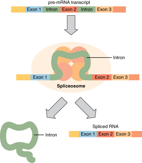 Splicing mRNA, from Openstax College