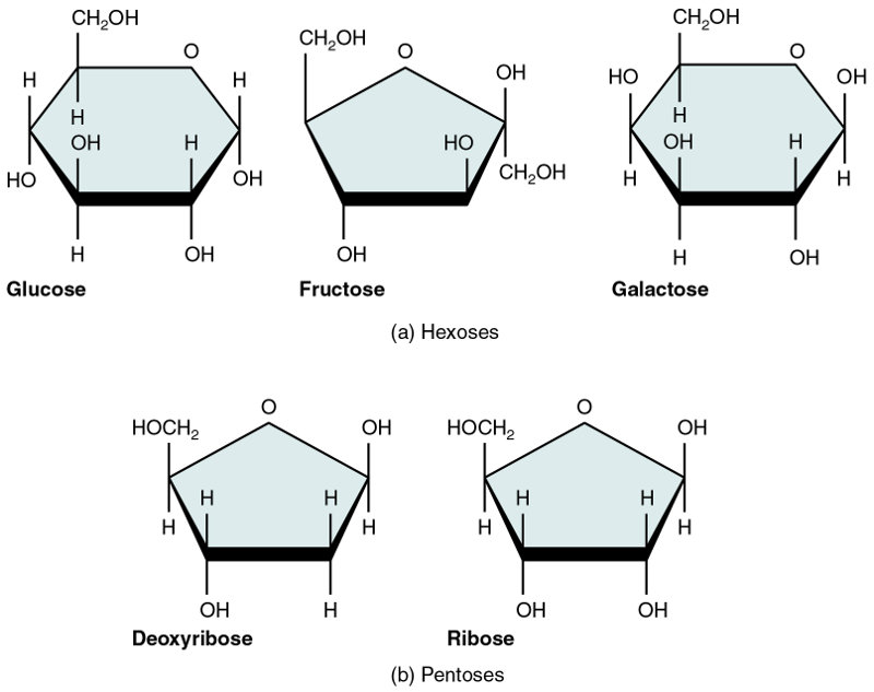 The five common monosaccharides, from Openstax College