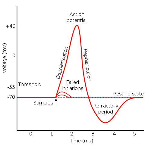 Action potential, from Wikimedia Commons