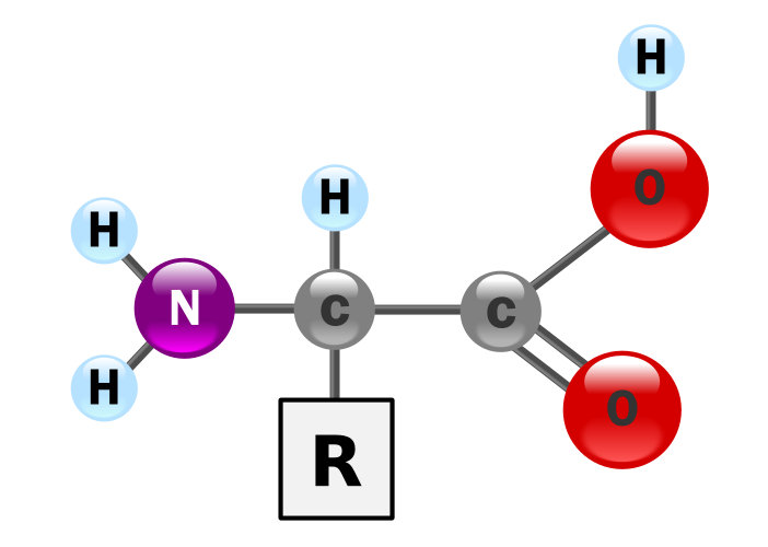 Common formula for amino acids, by "GyassineMrabetTalk" via Wikimedia Commons