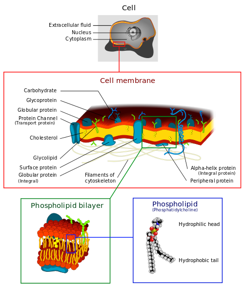 Structure of cell membrane, by “LadyofHats” via Wikimedia Commons