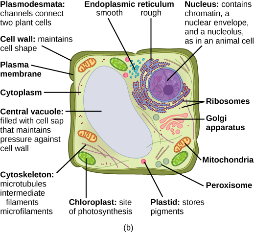 Typical animal (a) and plant (b) cells, from Openstax College