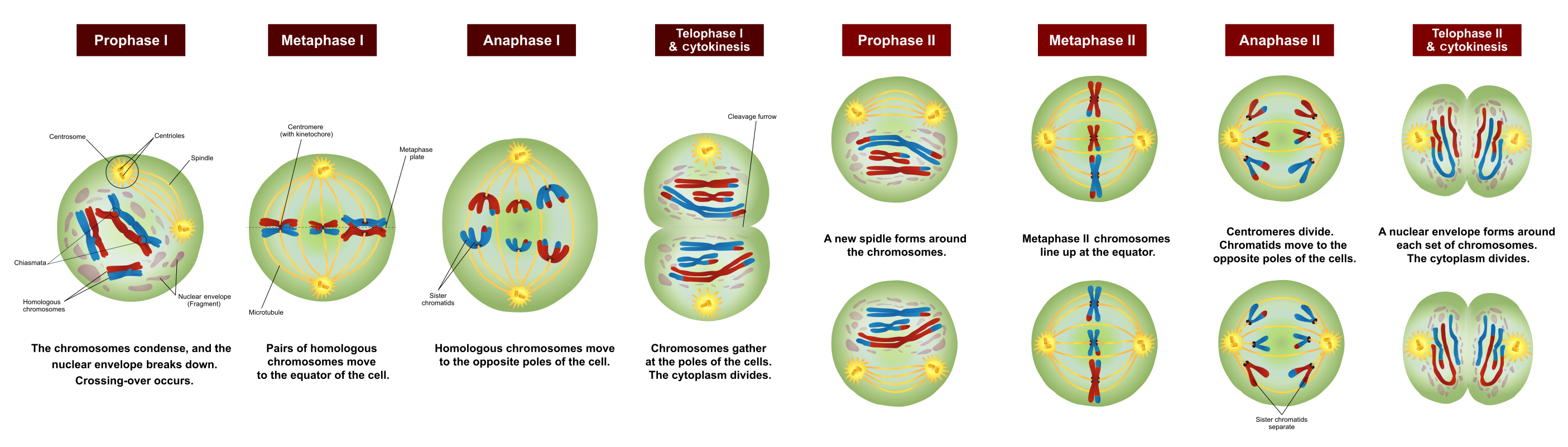 Cell division and reproduction | It's a natural universe