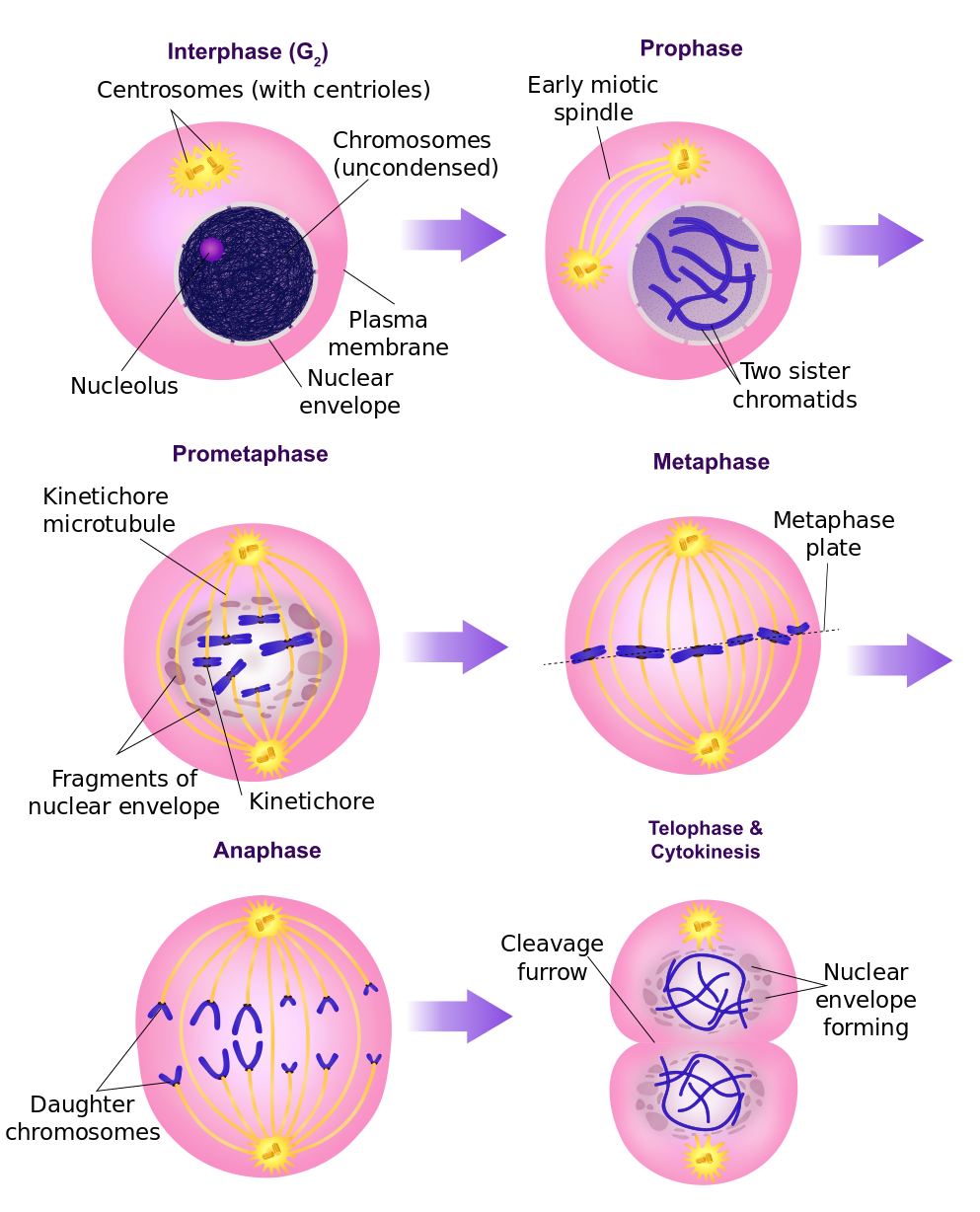 Diagram Illustrating The 4 Phases Of Mitosis Mitosis Phases