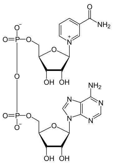 NAD molecule by "NEUROtiker" via Wikimedia Commons