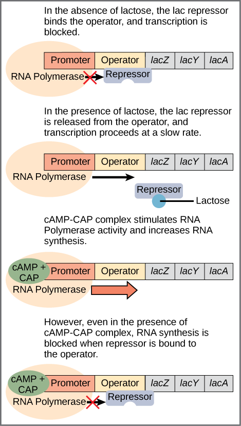 Regulation of the lac operon, from Openstax College
