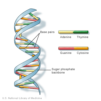 DNA structure, from U.S. National Library of Medicine
