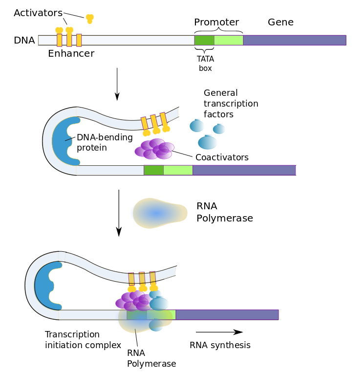 Transcription factors in eukaryotic cells