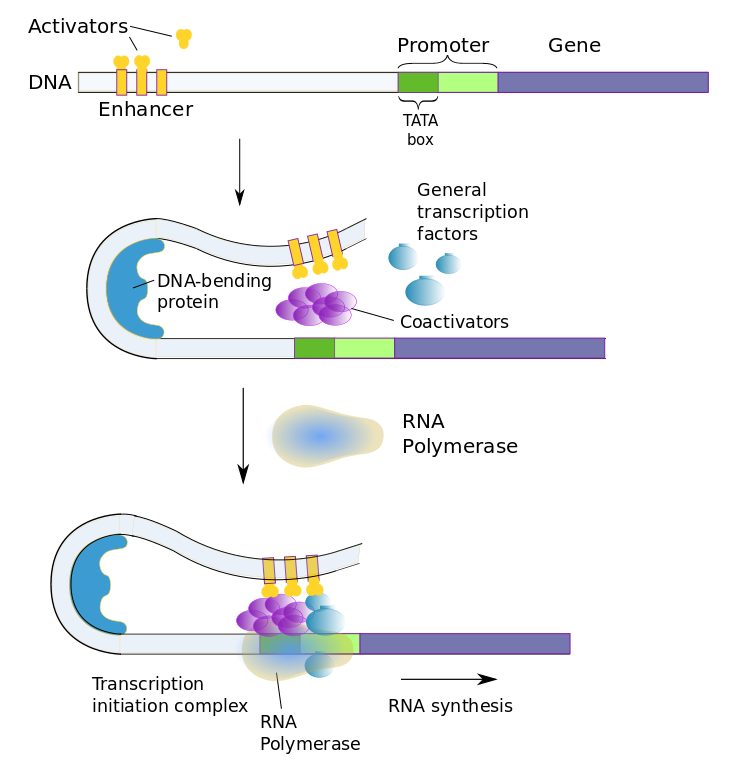 Dna Expression And Regulation Protein Synthesis Its A Natural Universe