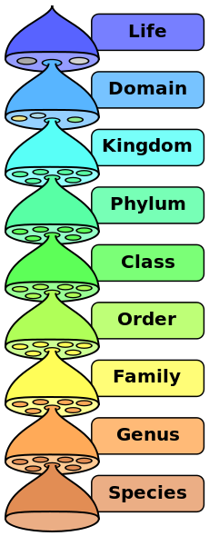 Biological taxonomic classification system, by Pengo [Public domain], via Wikimedia Commons