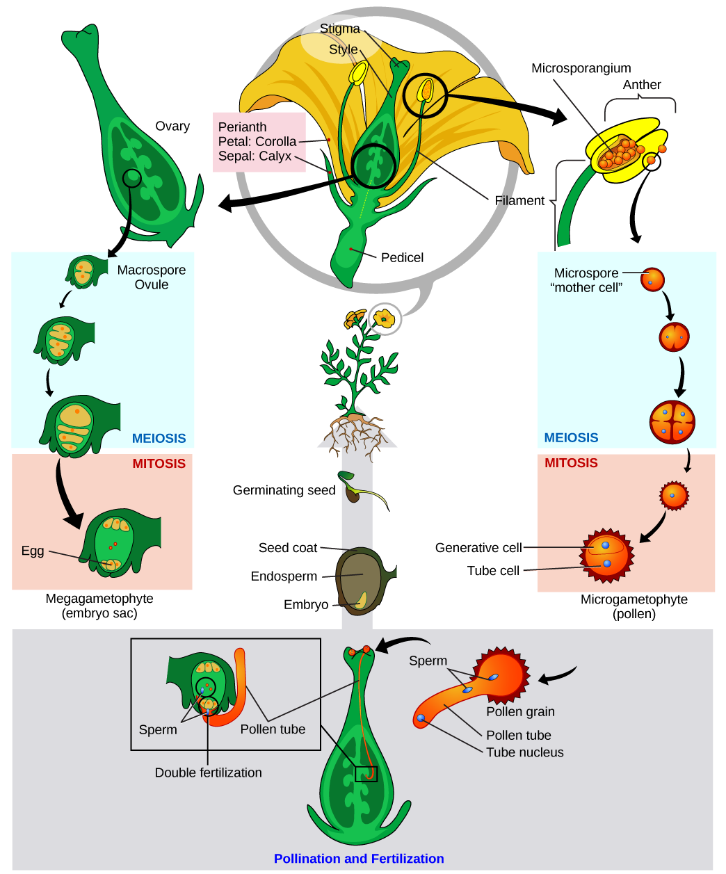 Angiosperm life cycle, by Mariana Ruiz Villareal, via Wikimedia Commons