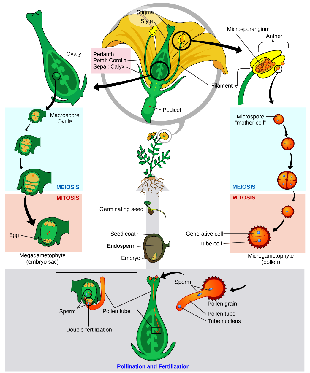 Plant Life Cycles And Taxonomy Its A Natural Universe 