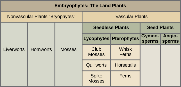 Major divisions of plants, from Openstax College.