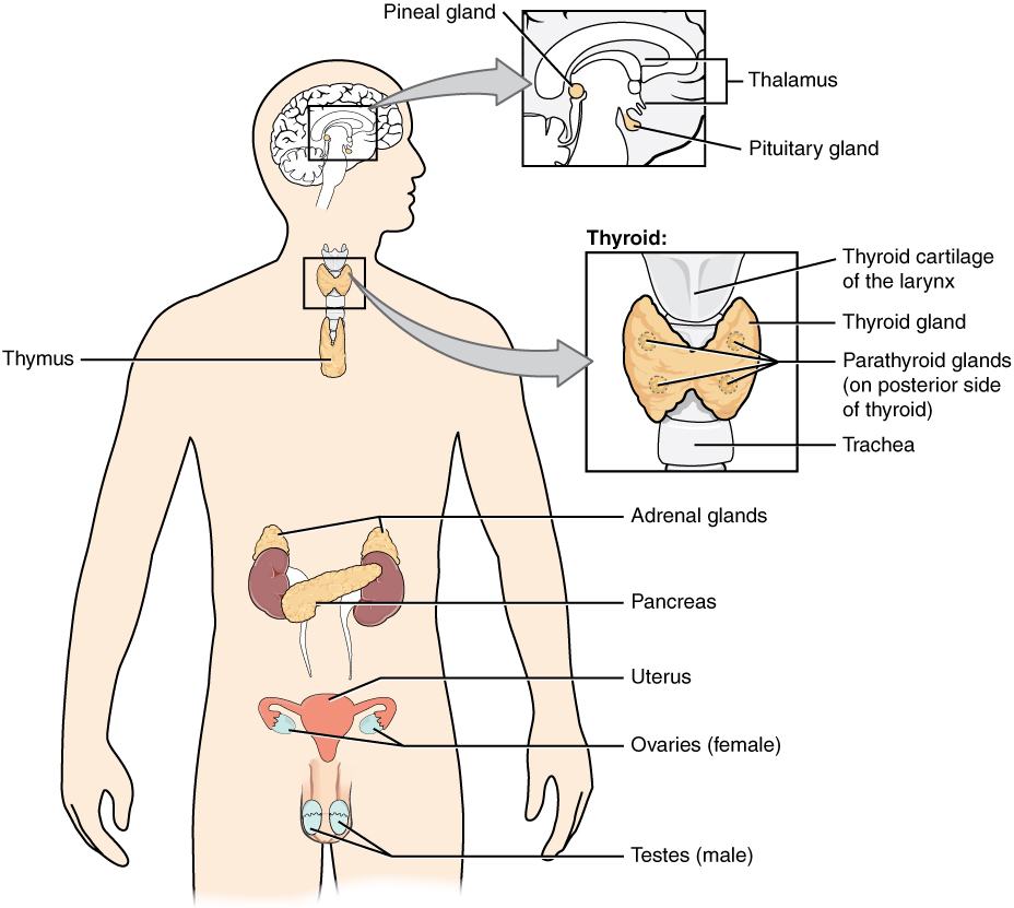 Endocrine glands and cells, from Openstax College