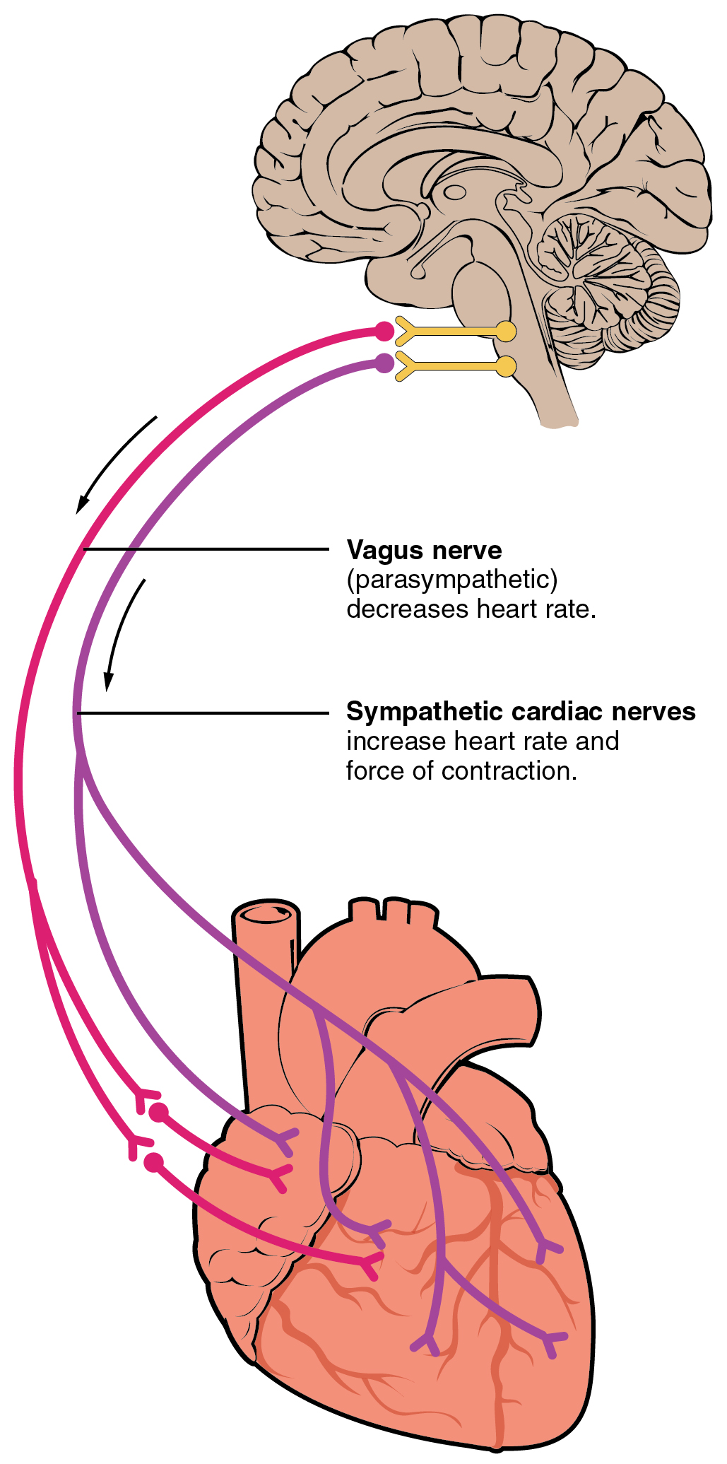 Autonomic innervation of the heart, from Openstax College