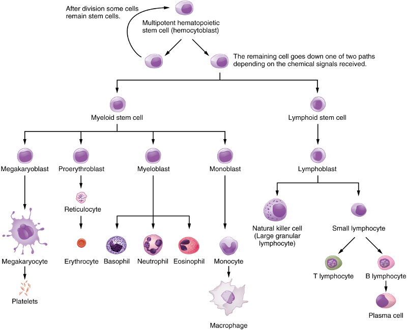 Differentiation of hematopoietic stem cells, from Openstax College