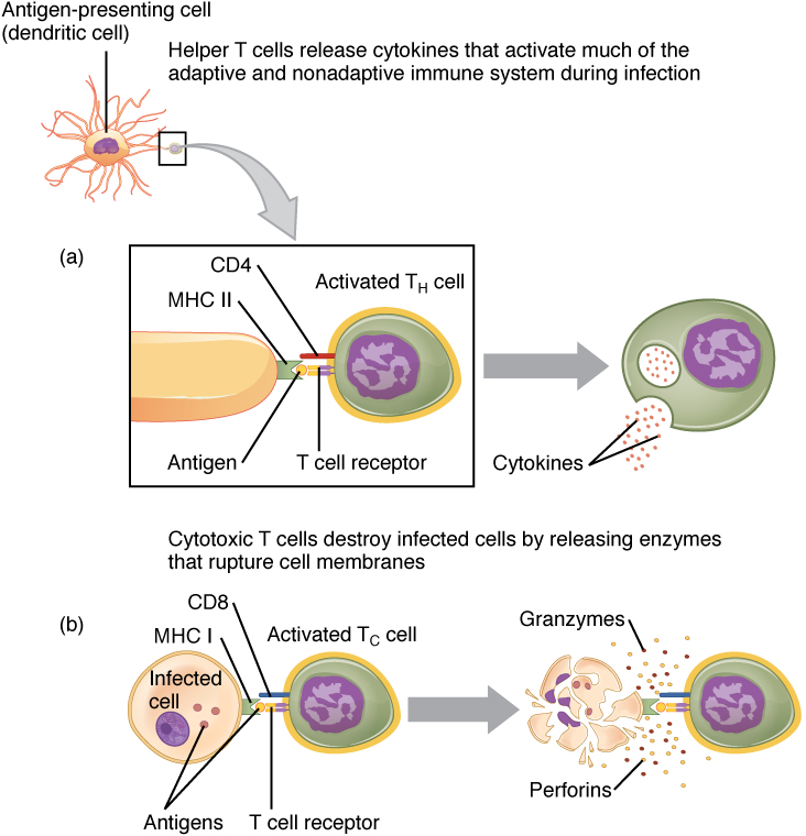 T-cell activation by APCs, from Openstax College