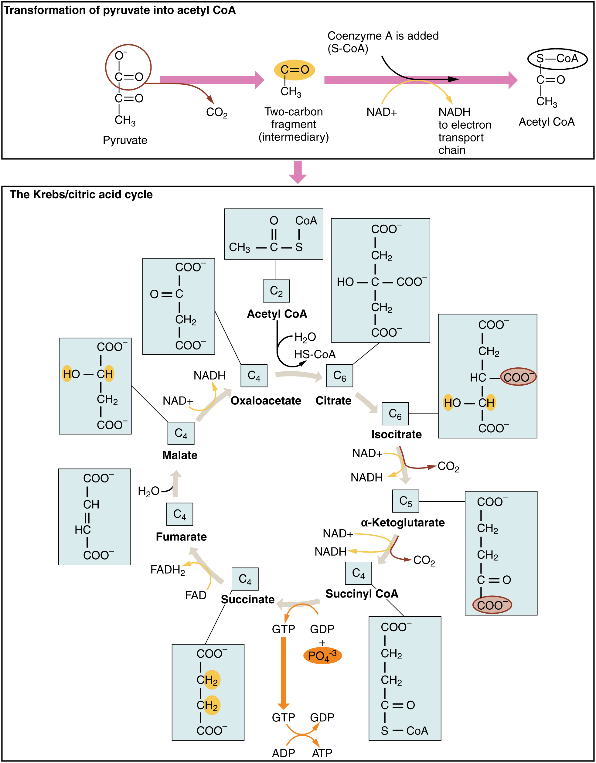 The Krebs cycle, from OPenstax College