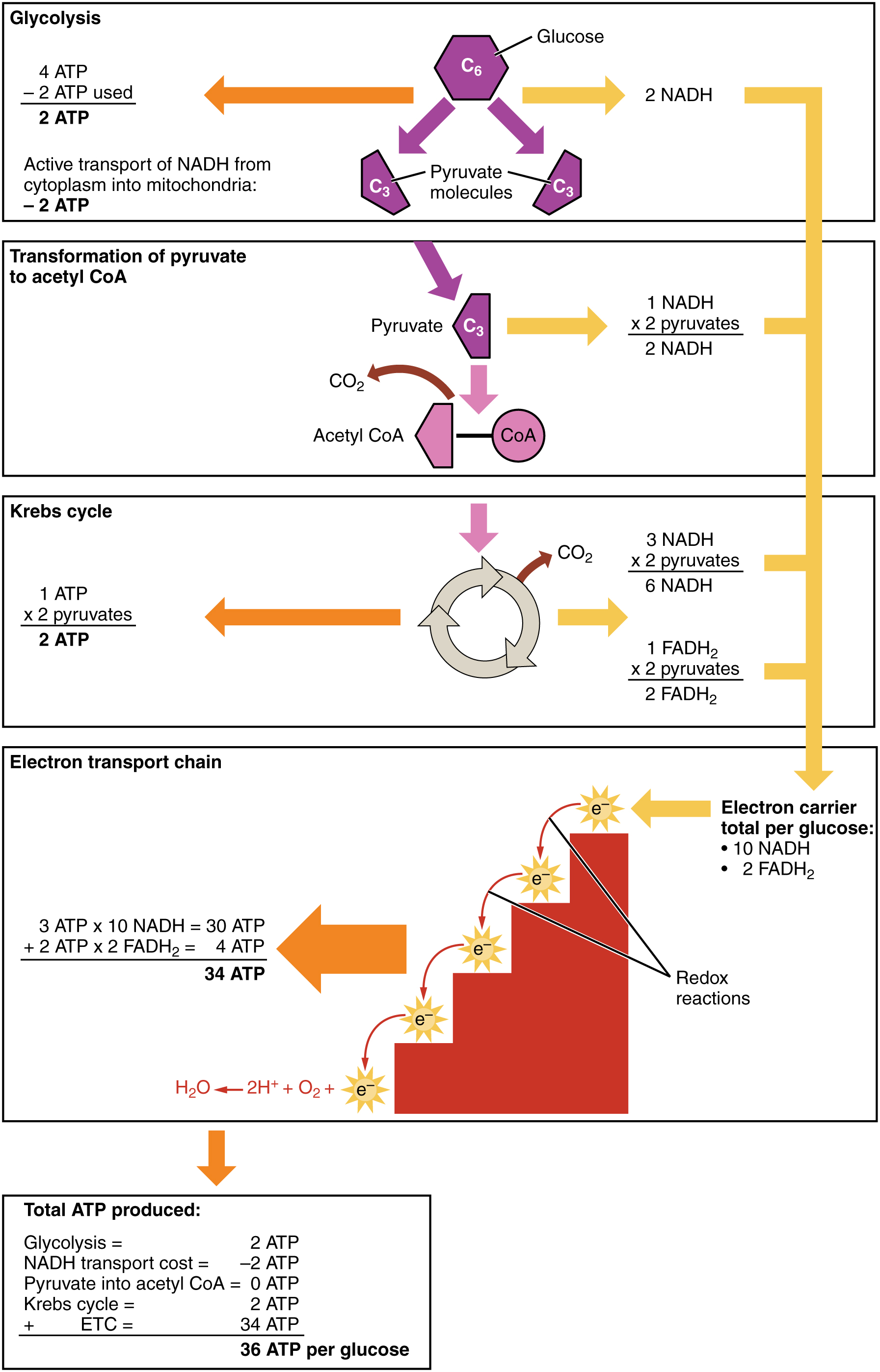 ATP production in cellular respiration, from Openstax College