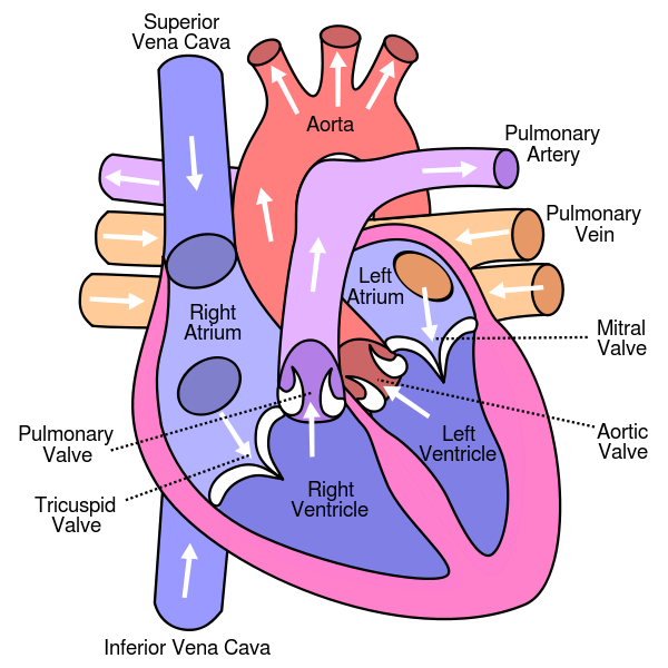Structure of the human heart, from Wikimedia Commons