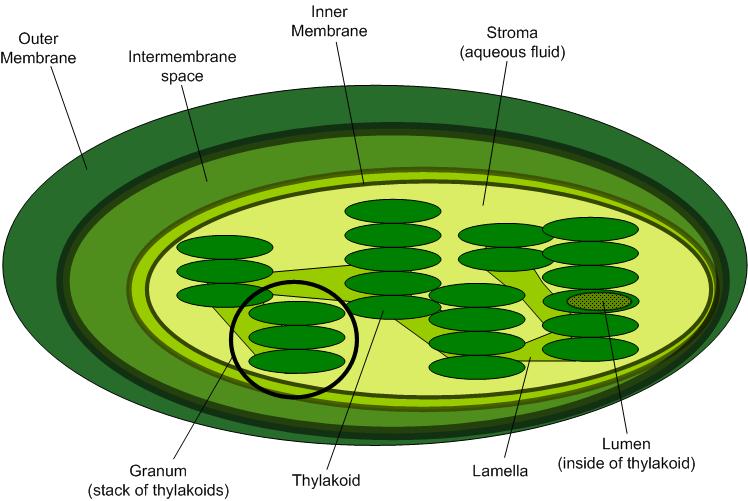 Chloroplast structure, from Wikimedia Commons