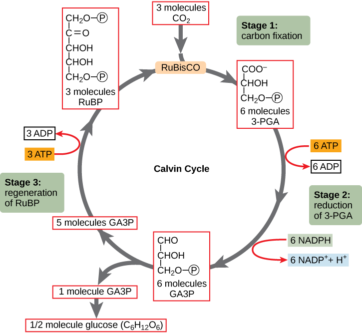 The Calvin cycle, from Openstax College