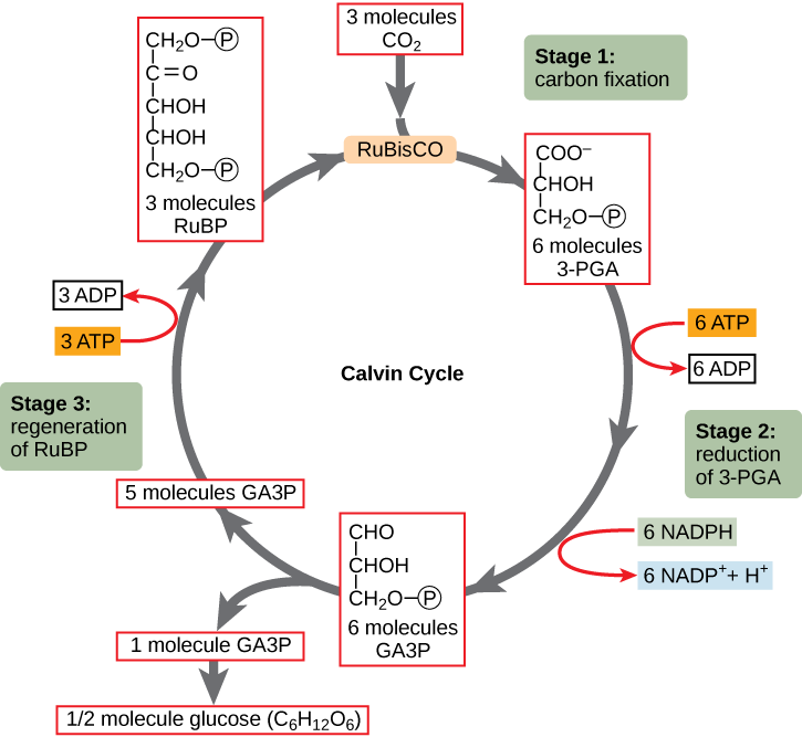 Photosynthesis Storage Of Solar Energy By Plants It s A Natural 