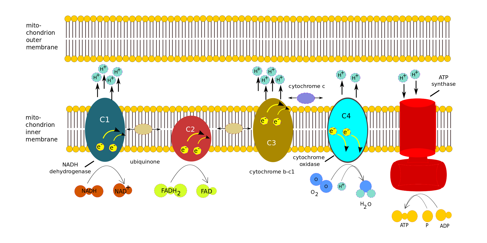 Oxidative phosphorylation (electron transport chain), author's own work