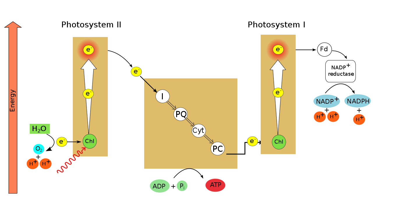 Photophosphorylation (Z-scheme), by author, after Kratz