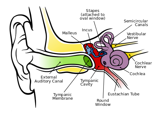 The human ear, by Chitta L. Brockmann, via Wikimedia Commons