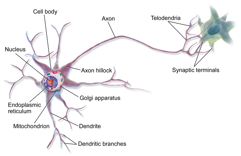 A multipolar neuron, by BruceBlaus via Wikemedia Commons