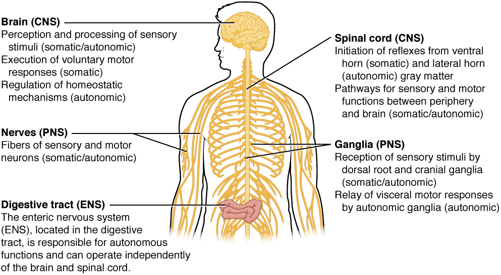 Somatic, autonomic and enteric nervous systems, from Openstax College