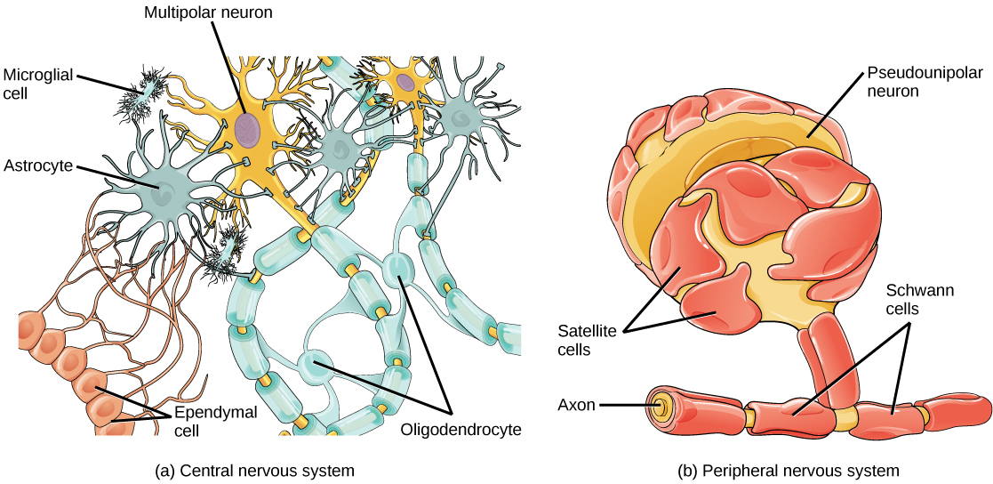 Glial cells, from Openstax College