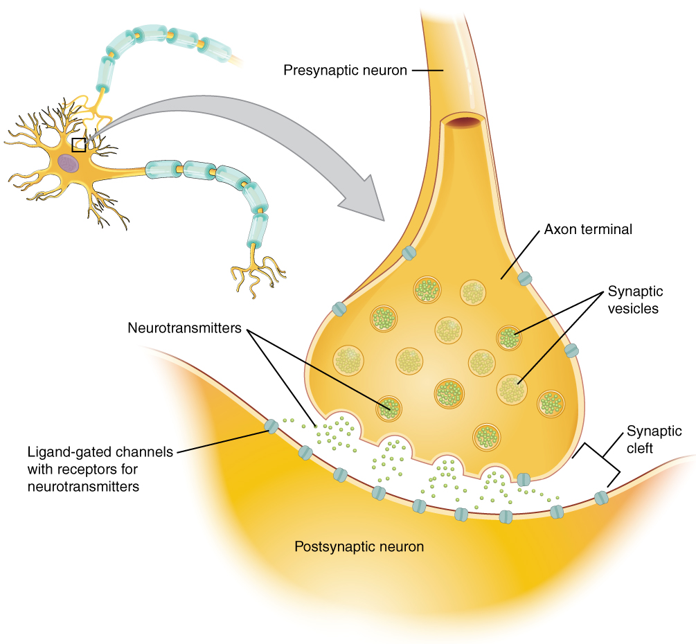 Chemical synapse between neurons, from Openstax College