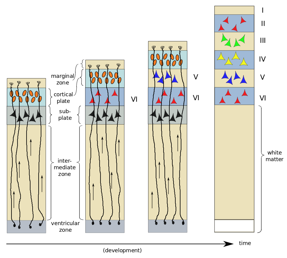 Neurogenesis and development of six layers of the striate cortex, by author, after Bear et al.