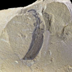 Haikouella lanceolata, from the Chengjian fossils, by Didier Descouens via <a href="https://en.wikipedia.org/wiki/File:Haikouella_lanceolata_China.jpg">Wikimedia Commons</a>