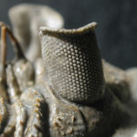 Erbernochile erbeni eye detail, Large compound eye with "eye-shade". By Moussa Direct Ltd, via <a href="https://commons.wikimedia.org/wiki/File:Erbenochile_eye.JPG">Wikimedia Commons.</a>