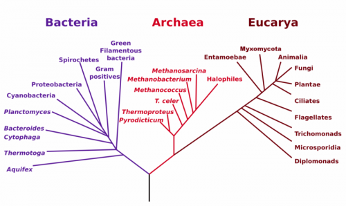 Evolution — the modern synthesis | It's a natural universe